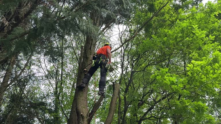 Trusted Houghton Lake, MI  Tree Services Experts