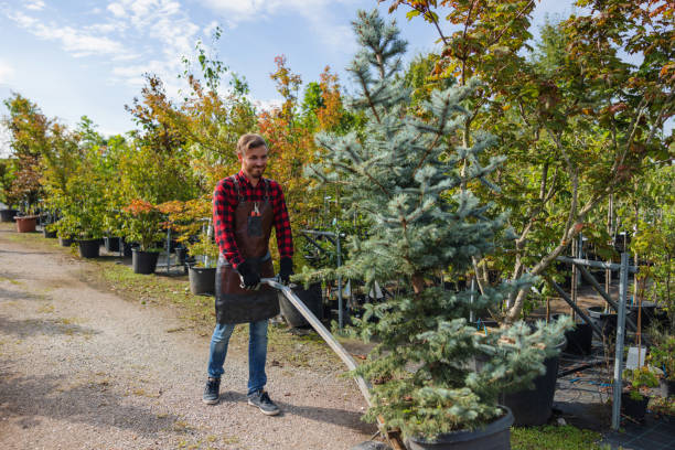 Why Choose Our Tree Removal Services in Houghton Lake, MI?